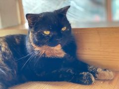 -猫小院猫主题咖啡厅(北锣店)