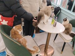 -安格丽娜·狗咖·猫咖羊驼咖(春熙路百盛商场店)
