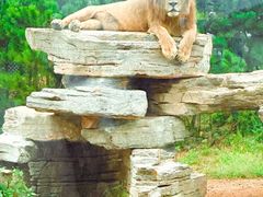 -西霞口神雕山野生动物世界