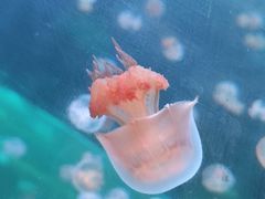 -海合安武汉极地海洋公园