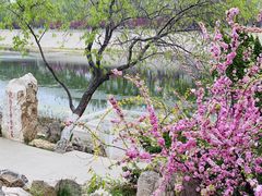 -桃花堤公园