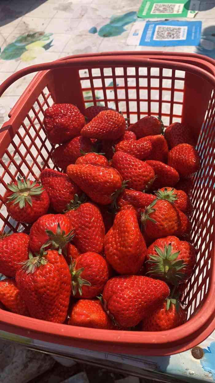 馨馨草莓园-"今年过年因为疫情原因没有去采草莓,现在情.