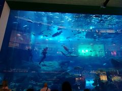 -迪拜水族馆及水下动物园