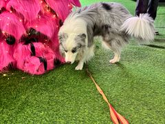 -CIAO·团建聚餐·生日派对轰趴馆(福田店)