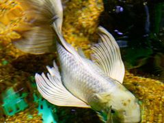 -太平洋海底世界