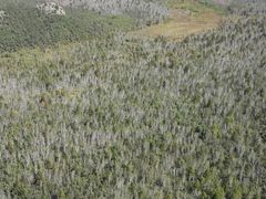 -喇嘛山国家森林公园