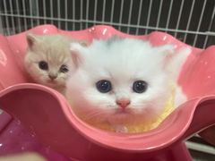 -猫宠乐园·专业洗护