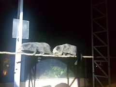 -清迈夜间动物园
