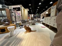 -藏猫猫咖啡主题馆(中央大道店)