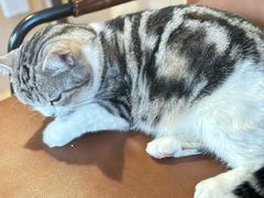 -MOCHA明星猫咖(田子坊店)
