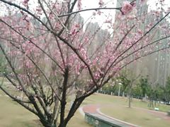 -天鹅湖体育公园