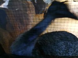 -酷嗒动物文化乐园(cutezoo西溪乐天城店)