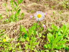 景点-黄海国家森林公园