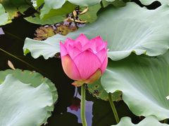 -荔湾湖公园