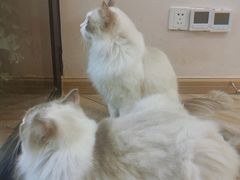 -酷豆宠物咖啡·宠物美食·撸猫馆