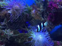 -御唐府海珊瑚主题餐厅