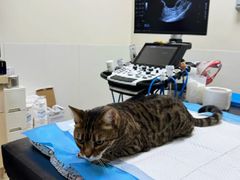-美联众合动物医院·24h转诊中心