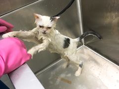 -圣宠动物医院·犬猫专科·影像中心·外科中心