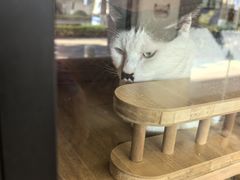 -御宝贝·A梦猫科宠物医院(国际猫友好医院)