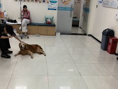 -美联众合动物医院·24h京西诊疗中心
