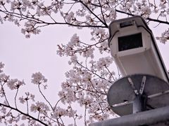 -高东镇樱花园