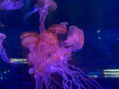 -上海海昌海洋公园