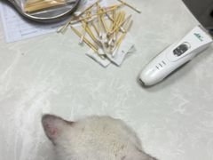 -中农国际动物医院24小时·猫科·骨科·急重症中心