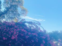 -金鸡山公园