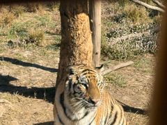 -上海野生动物园老虎餐厅