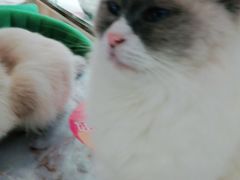 -喵喵咪呀布偶猫咖(春熙路店)