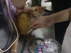 -宠宠动物医院(金鸡岭街店)