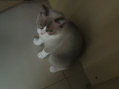 -宠福鑫康馨动物医院·骨科·眼科