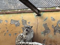 -青藏高原野生动物园