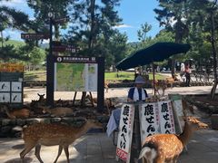 -奈良公园