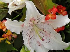 -上海鲜花港