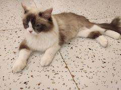 -猫域·湾主题猫咖·宠物吧(南坪城市广场店)