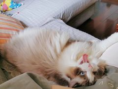 -李小姐の猫咖啡馆(五角场店)