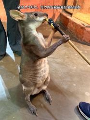 -Zoolung Zoolung动物主题公园(海信广场店)