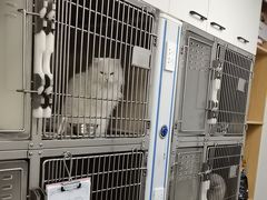 -瑞派·关忠动物医院·猫专科·犬专科(三环新城店)
