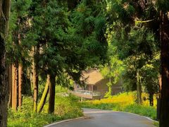 -武陵山森林公园