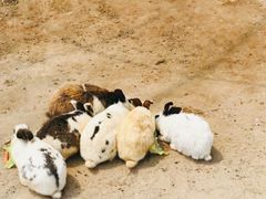 -前小桔亲子创意农场·草莓采摘·露营烧烤