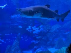 -海合安成都极地海洋公园