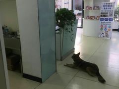 -特一安24小时宠物医院·骨科·中兽医