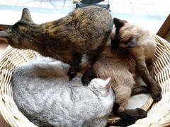 -猫友咖啡店(玉林西路店)
