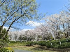 -径山花海