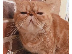 -猫友咖啡店(玉林西路店)