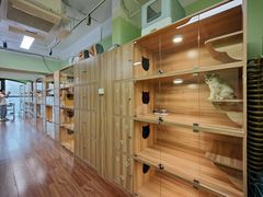 -猫十亿·布偶金渐层·曼基康矮脚猫舍(青年路店)