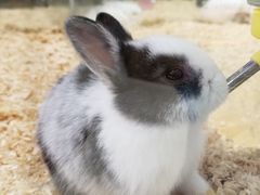 -龟与熊猫宠物公园(南坪店)