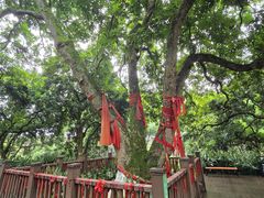 -张坝桂圆林公园