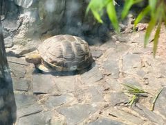 -上海大自然野生昆虫馆(东方明珠·爬宠昆虫探索中心)